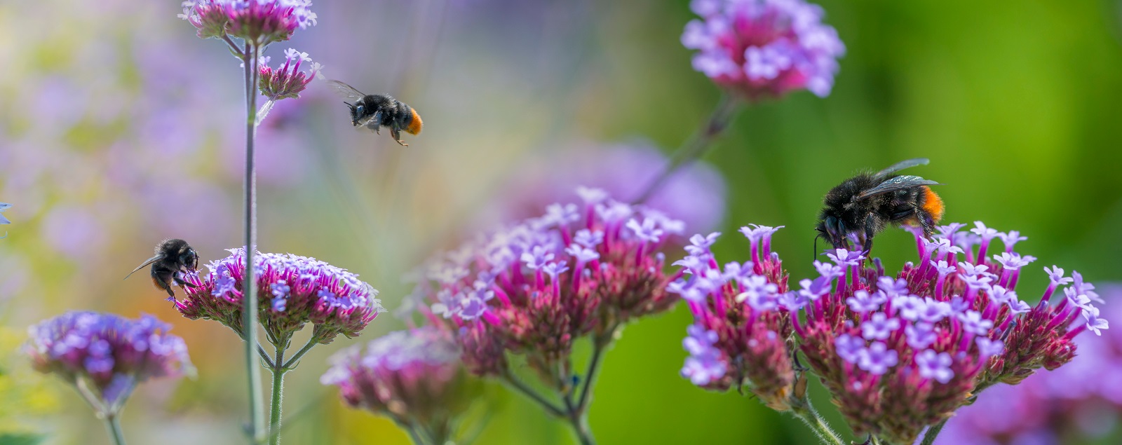 bumblebees on garden flowers close up - macro photo