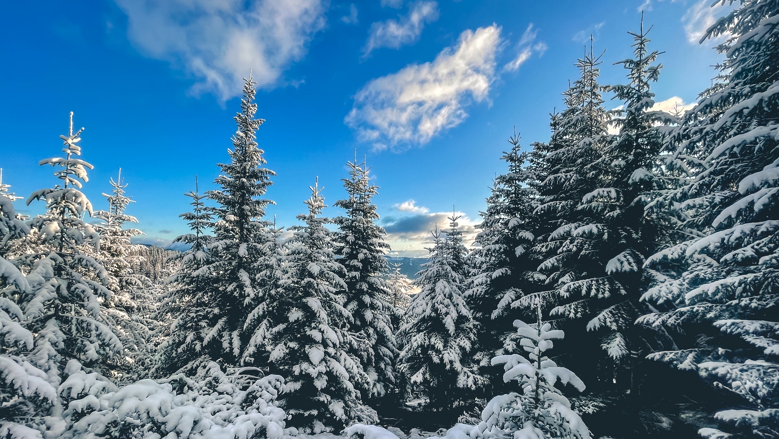 Snow covered pine trees creating winter wonderland in forest